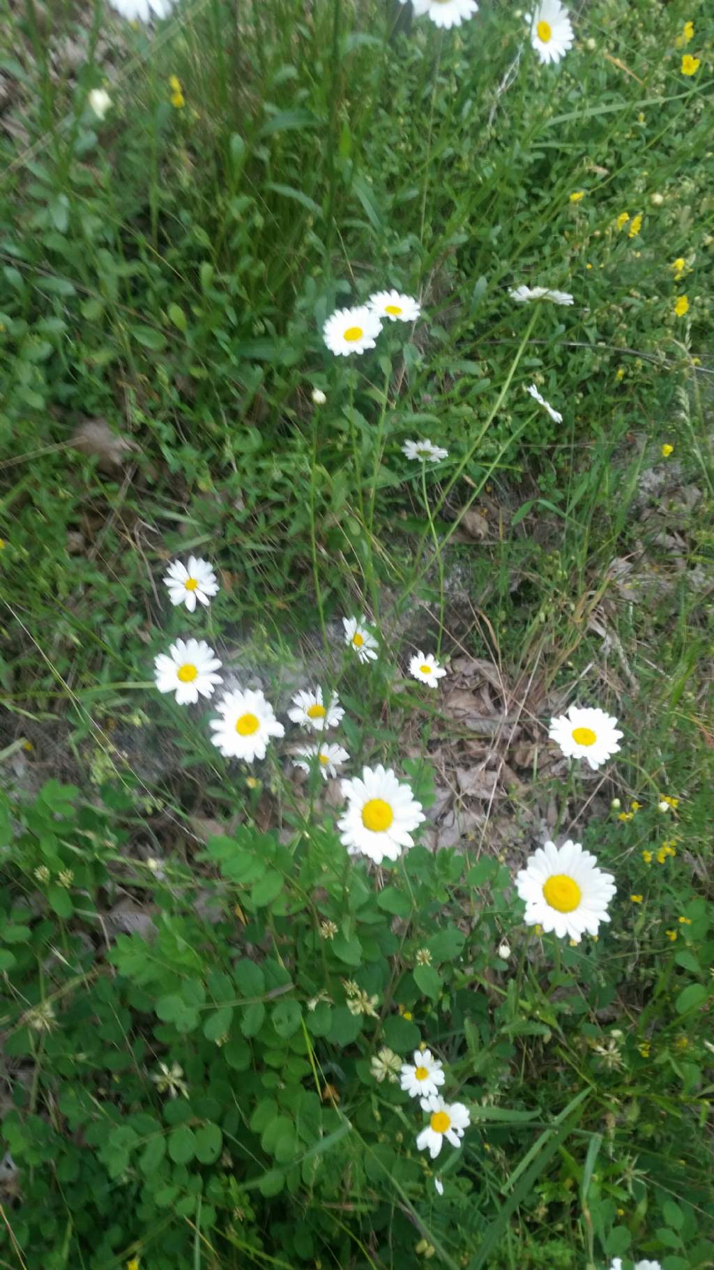 Margherita molto alta - Leucanthemum cfr. vulgare